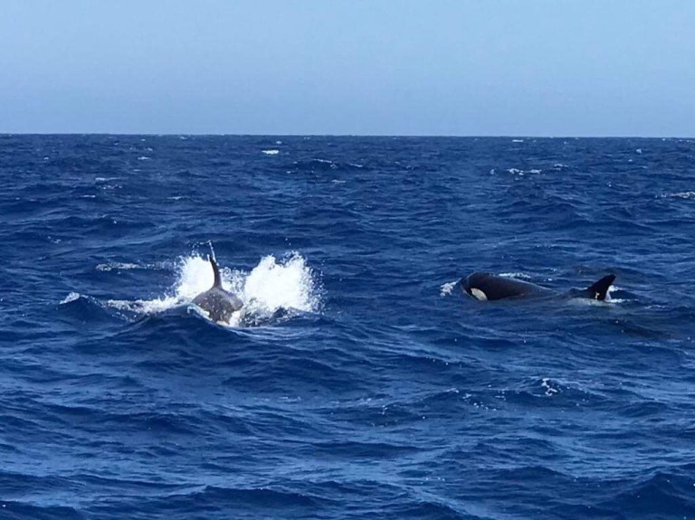 feceddf8-a381-401a-aceb-28baf16c8f1a