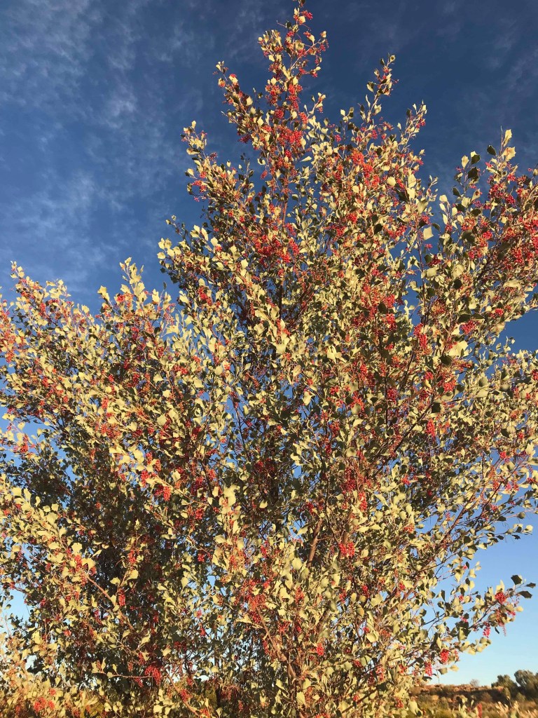 54DEAD0F-0663-4764-9BFA-15BFC4C70E6C